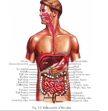 reflexní zóny tlustého střeva